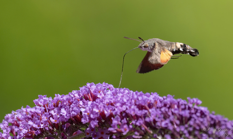 Hummingbird Hawk Moth hovers over Verbena flower with its Probiscis reaching in to get nectar
