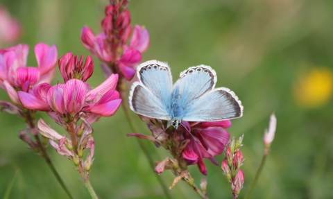 Blue butterfly on a pink flower