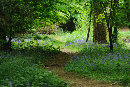Bluebells at Gobions Wood by Amy Lewis