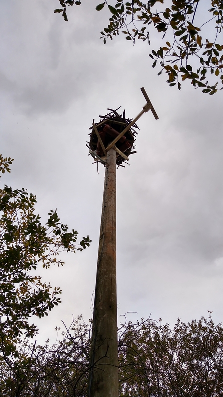 The new Osprey Nest at Stocker's Lake