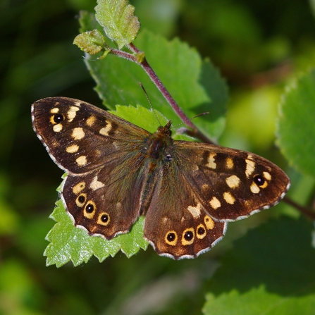 Speckled wood butterfly