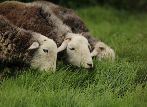 Herdwick sheep