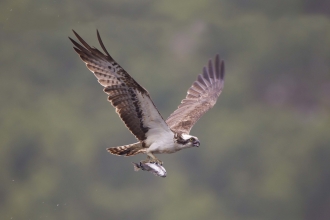 Osprey