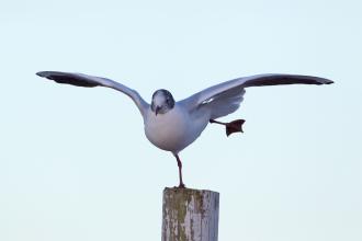 Black headed gull