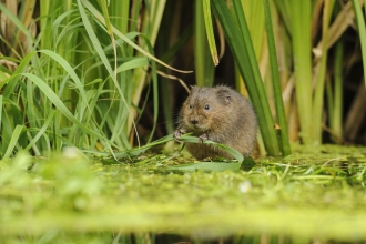 Water vole (c) Terry Whittaker