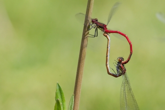 Large red damselfly