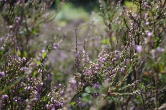 Heather in bloom