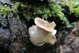 Dryad's Saddle