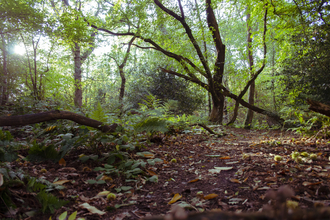 Old Park Wood