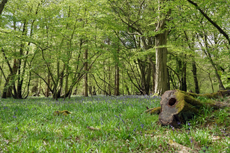 Astonbury Wood bluebell woodland