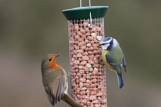 Robin and blue tit on bird feeder