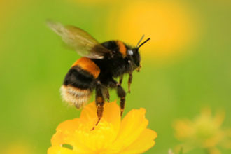 Buff-Tailed Bumblebee