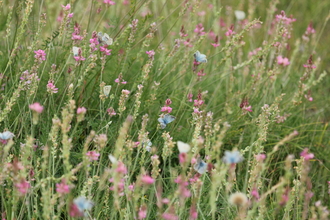 Chalk grassland and Chalkhill Blues at Hexton Chalk Pit