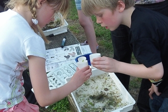 A boy and a girl looking at pond creatures in a white plastic tray filled with pondater