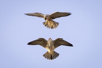 Two young birds of prey in flight against a clear blue sky. Both have wings outstretched, displaying the striped undersides and one is directly above the other; the higher one is looking down at the lower falcon who is looking up with an expression of panic.