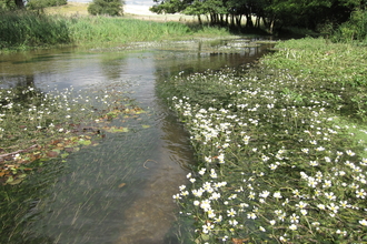 The clear waters of the River Mimram. The photo is taken from the centre of the river and there are white-flowering water plants in the river and there is vegetation on the banks. In the background is a cluster of trees that the river disappears into.