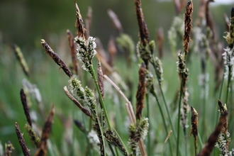 Close up of Tufted Sedge seedheads