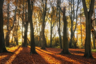 Golden sunlight breaking through a the gaps in a wood of evenly spaced, tall, straight-trunked Beech trees. On the woodland floor is a carpet of orange leaves that the trees have shed and the sun lights up those that remain on the trees turning their orange-brown a translucent gold.