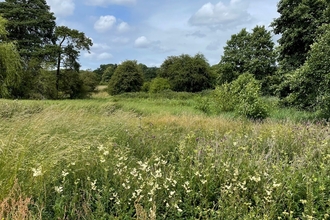 A wildflower meadow edged with trees extending into the distance.