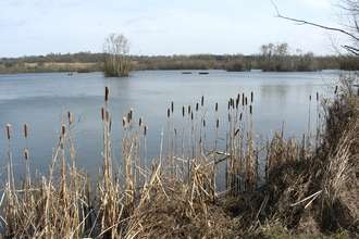 A view out over a large, irregularly shaped lake from a bank on which dry brown reeds are growing on a winter's day. Dotted amongst the blue waters are wooded islands.