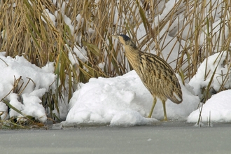 Bittern