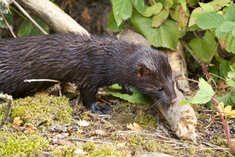 American Mink