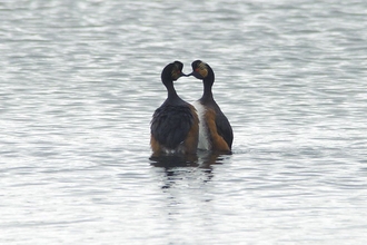 Black-necked Grebes