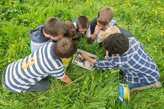 Children are gathered in a circle in long grass looking at invertebrates gathered in a white rectangular tray.