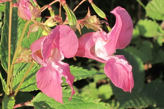 A close up photo of Himalayan Balsam - a plant with large, pink flowers shaped like a bonnet
