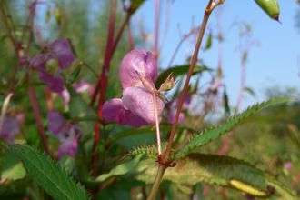 Tall, pink-flowering Himalayan Balsam plants growing against a clear blue sky.