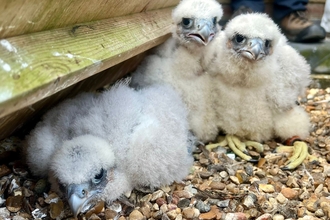 Peregrine chicks back on the nest tray at St Albans Cathedral after being ringed