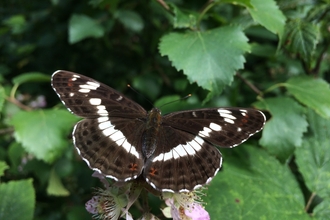 White Admiral c Jim Higham