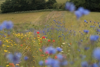 Wildflowers on farm