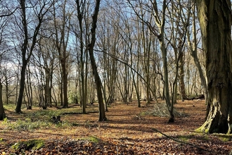 Astonbury Wood Nature Reserve