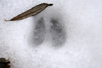 Deer footprints in the snow