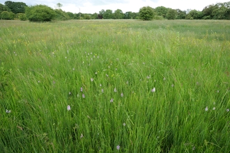 Orchids at Blagrove Common