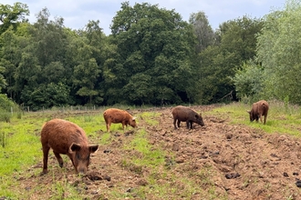 Pigs at Panshanger Park