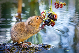 Water Vole at Thorley Wash 