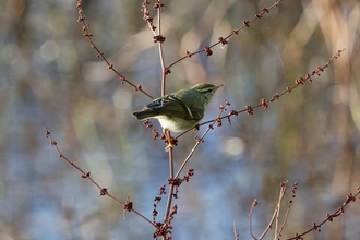 Yellow-browed Warbler, Verulamium Park, St Albans 