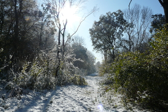 Bright winter sunlight shining down on frosty grass and bushes through the branches of tall trees against a clear blue sky