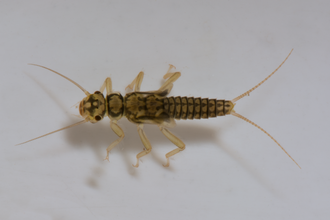 A long brown aquatic insect with yellow legs and long antennae and two tails.