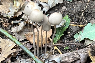 A collection of white/brown fungi on a woodland floor
