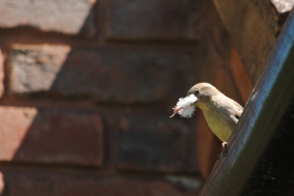 House sparrow with nesting material