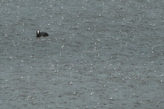 Coot in the rain