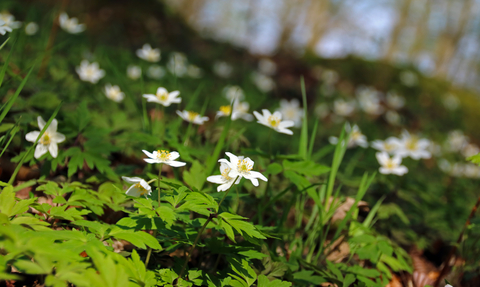 Wood anemonies at Hobbyhorse Wood