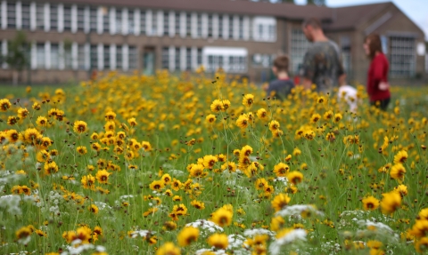 Wildlife in urban landscape (c) Paul Hobson