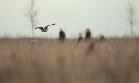 Short eared owl and people (c) Luke Massey