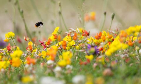 Bumble bee on bird's-foot-trefoil