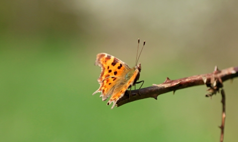 Comma butterfly