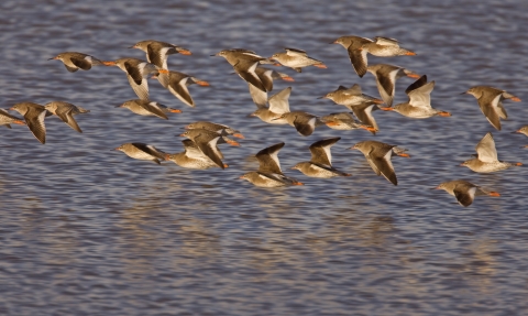 Redshank